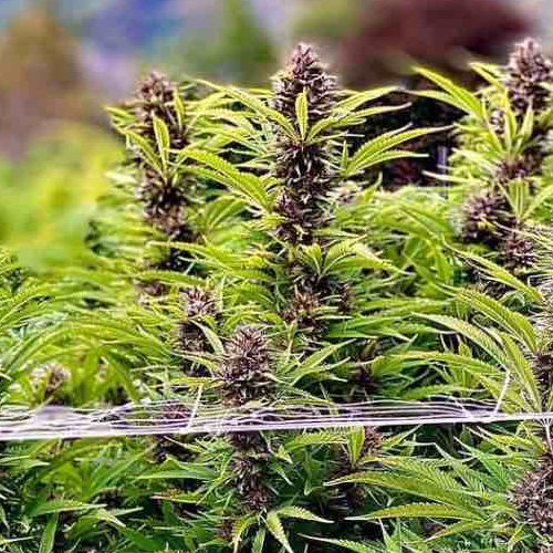 Close up shot of cannabis plant
