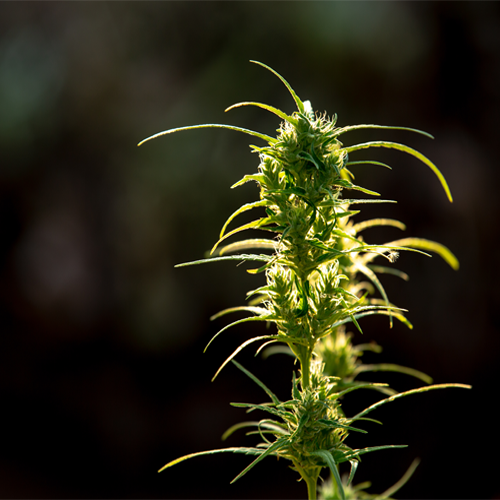 Vaping Auto-Flowering Cannabis