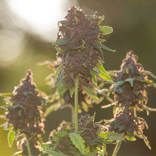Purple hemp flower plant