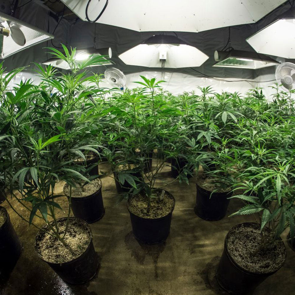 Hemp being grown indoor