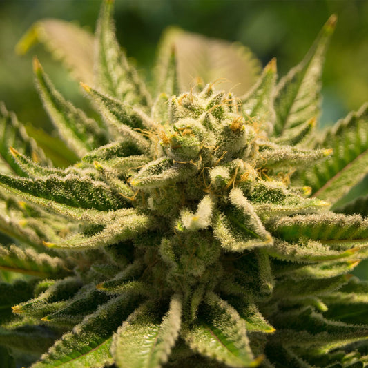 Cannabis plant