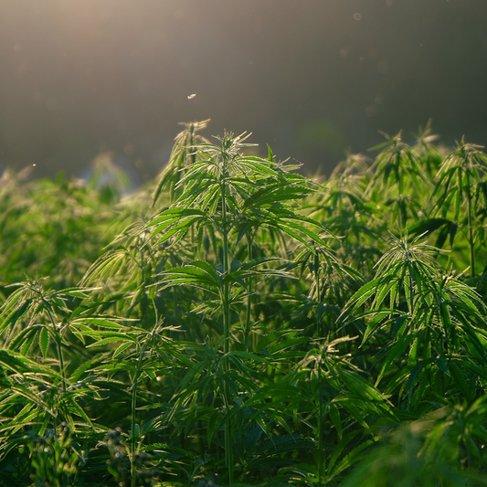 Hemp plants in a farm