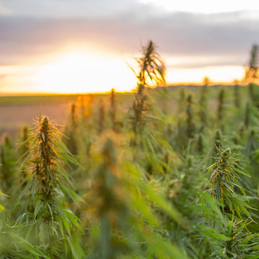 A hemp field