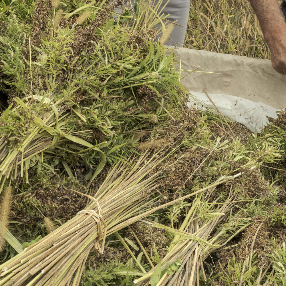 Freshly harvested hemp stalks