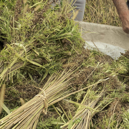 Freshly harvested hemp stalks