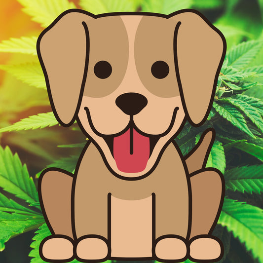Is CBD Really Good for our Loving Dogs?
