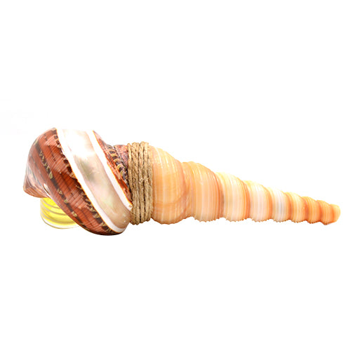 Seashell Glass Spoon Pipe Option D 