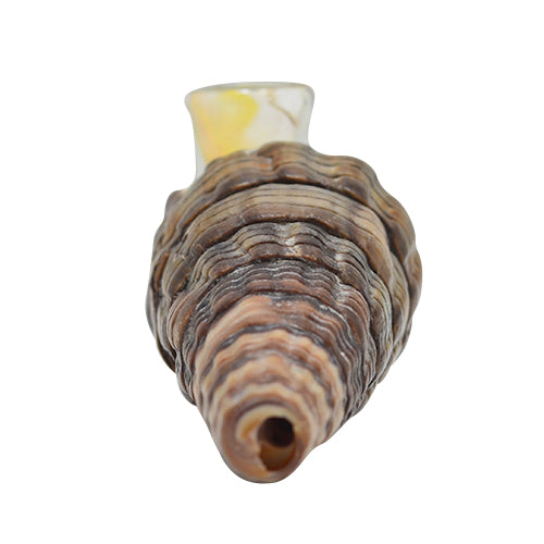 Seashell Smoking Pipe Option B